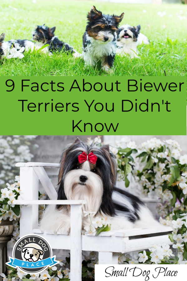 Facts about Biewer Terriers Pin Image