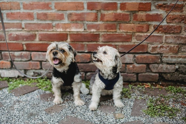 Two pet Biewer Terriers in front of a brick wall.