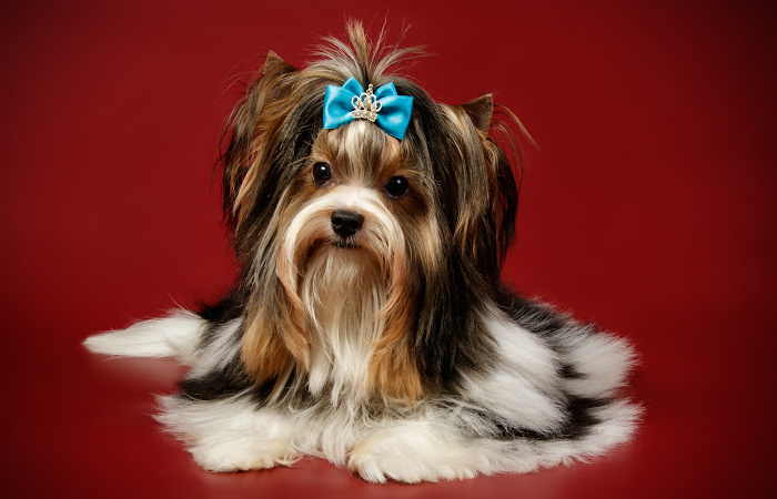 Biewer Terrier in Full Show Coat Biewer Terrier in front of a Red Background
