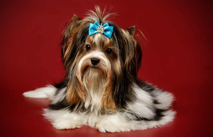 Biewer Terrier in front of a Red Background