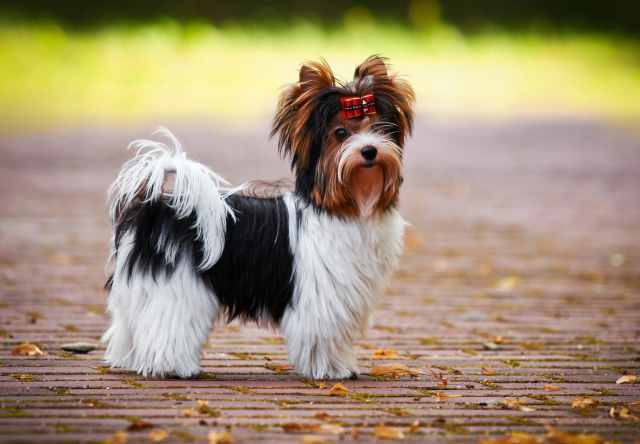 Fun Facts About The Biewer Terrier 46 OFF