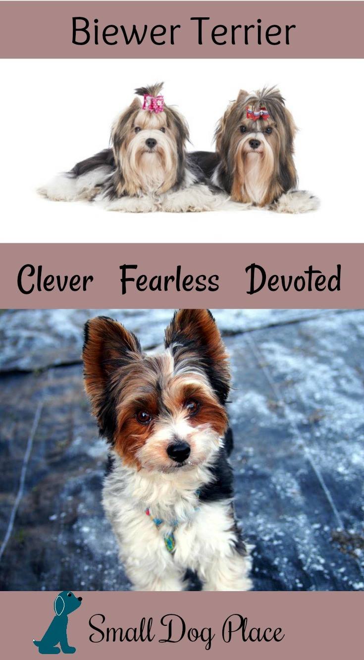 The Biewer Terrier - Clever, Fearless, Devoted - Small Dog Place