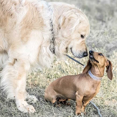 A large dog is looking down at a small dog