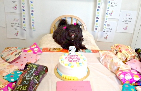 Birthday party celebration for dogs