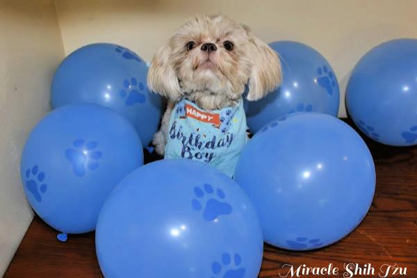 Dog and birthday balloons