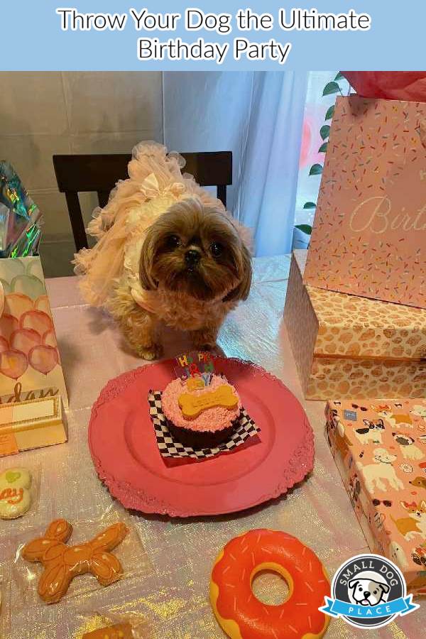 Dog with a table set for a birthday party
