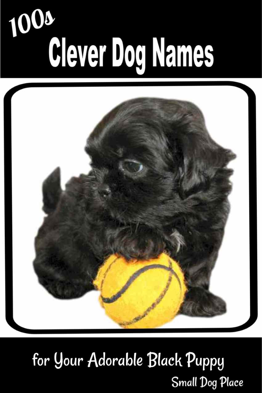 Great names for black dogs:  This little Shih Tzu Puppy has a paw on a basketball.