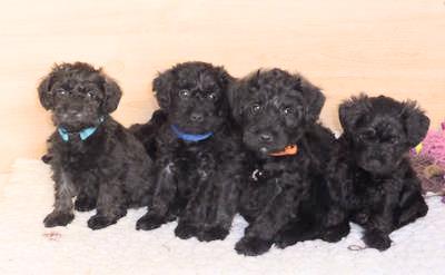 Four black Schnoodles (Schnauzer and Poodle Hybrid Four black Schnoodles (Schnauzer and Poodle Hybrid