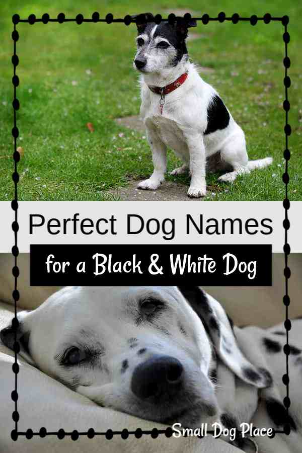 what should i name my black and white dog