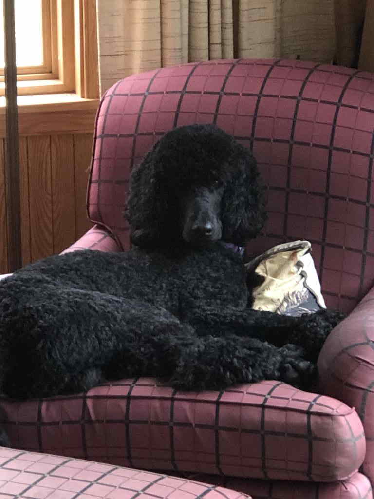 black standard poodle on a chair