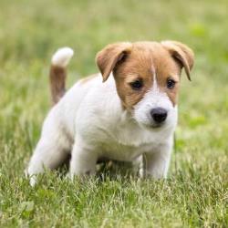 Bladder Infections in Puppies