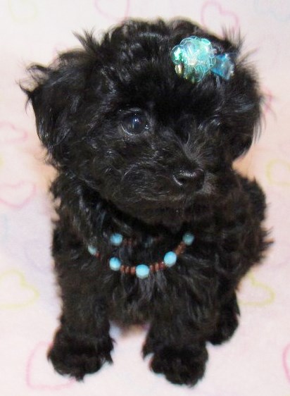 Solid Black Malti-Poo Puppy