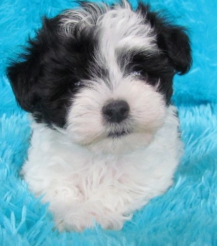 Black & White Malti-Poo Puppy
