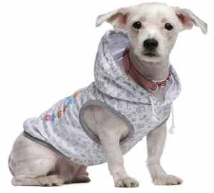 Bolognese shaved short and wearing a coat. Bolognese shaved short and wearing a coat.