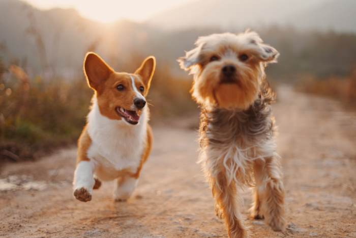 A corgi and a terrier mix dog are running down a path