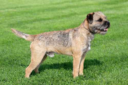 Grizzle Border Terrier