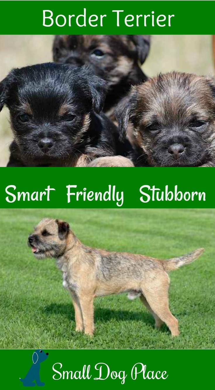 The Border Terrier Breed Profile at Small Dog Place