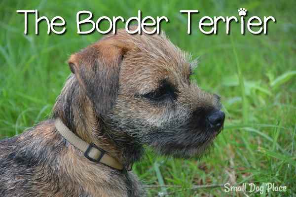 Border Terriers Breed Information Small Dog Place Border Terriers Breed Information Small Dog Place