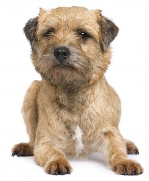Border Terrier Border Terrier