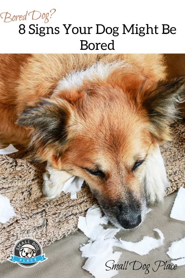 8 Signs Your Dog Might be Bored Bored Dog Pinnable Image