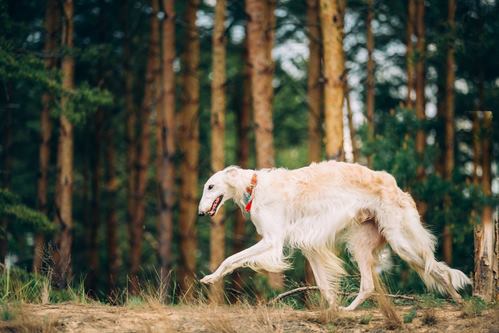 Borzoi Borzoi