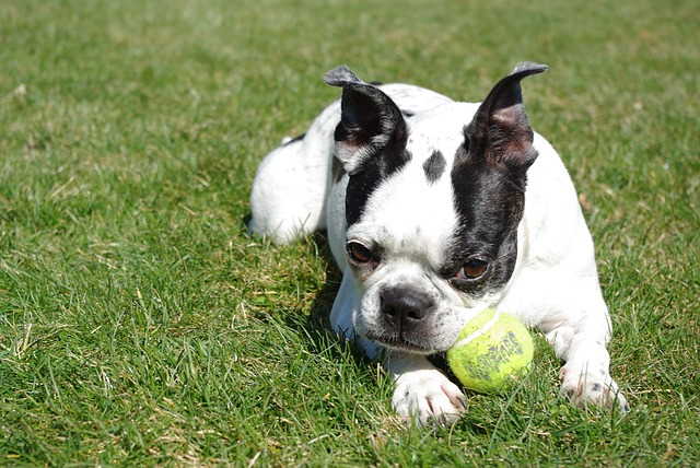 A Boston Terrier holding a ball