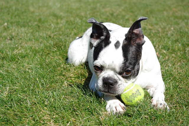 Exercise Needs of Boston Terriers A Boston Terrier holding a ball