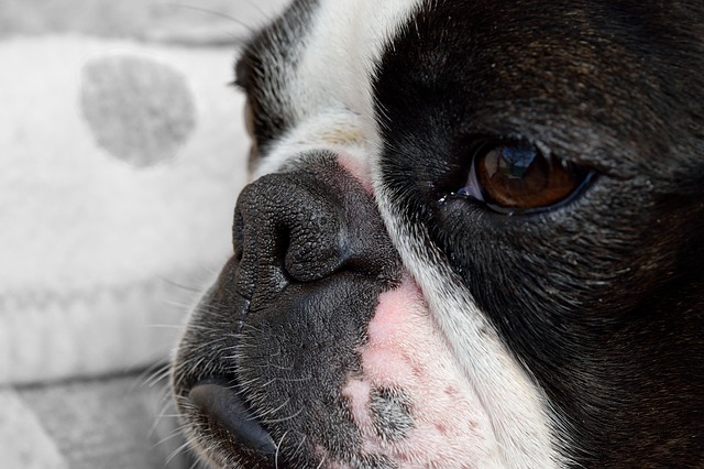 A Boston Terrier who was a victim of a pesticide