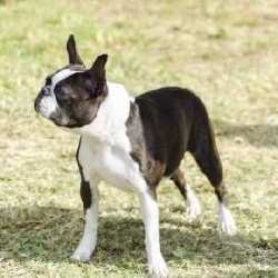 Boston Terrier