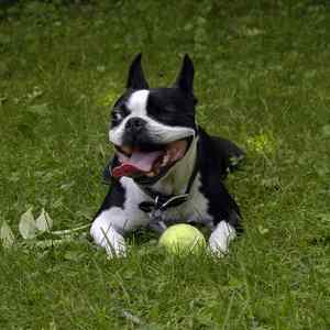 Boston Terrier:  Number 21 in Popularity