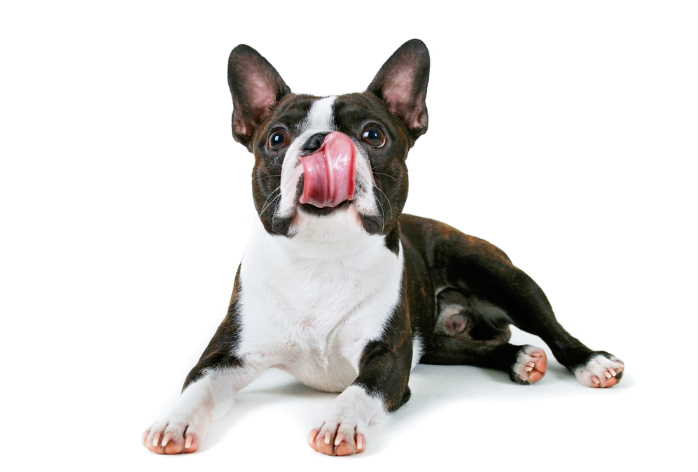 Boston Terriers