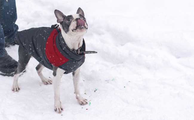 This Boston Terrier is dressed for winter and playing in the snow.