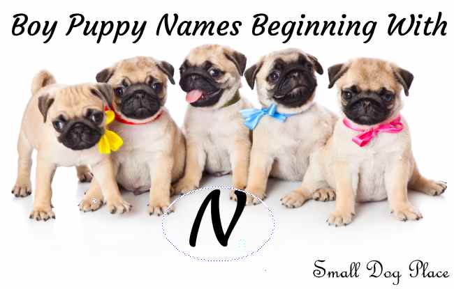 Boy Puppy Names Beginning with N | Small Dog Places
