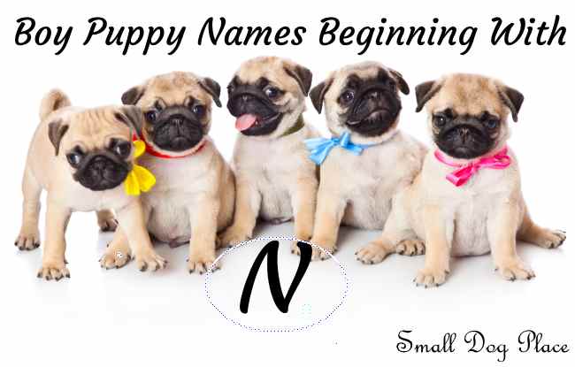 Boy Puppy Names Beginning With N Small Dog Places