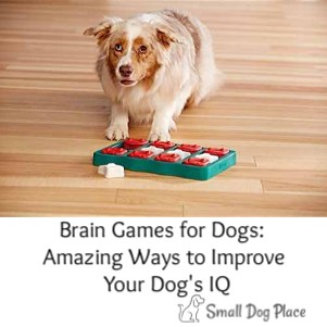 Brain Games for Dogs  Amazing Ways to Improve Your Dog's IQ Link
