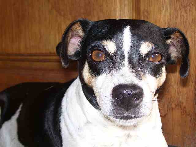 Brazilian Terrier: Is this the Right Breed For You