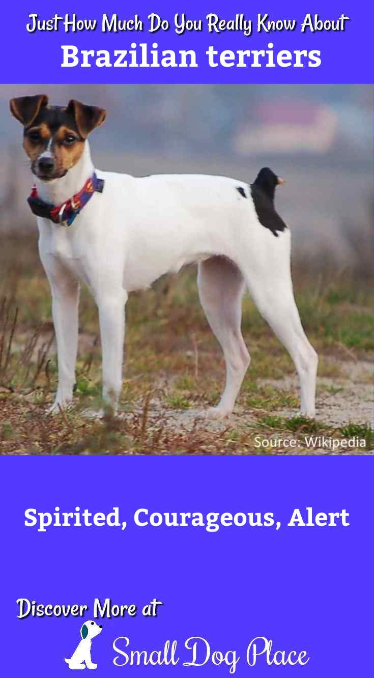 Brazilian Terrier: Is this the Right Breed For You