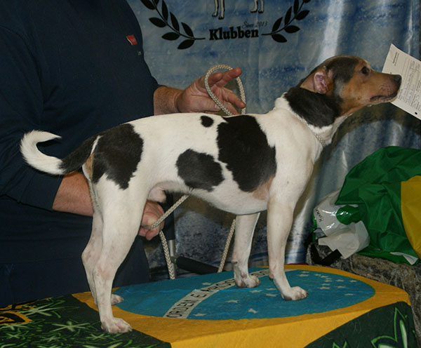 Brazilian terrier for sales sale