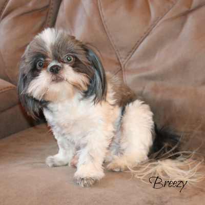 Blue and White Shih Tzu