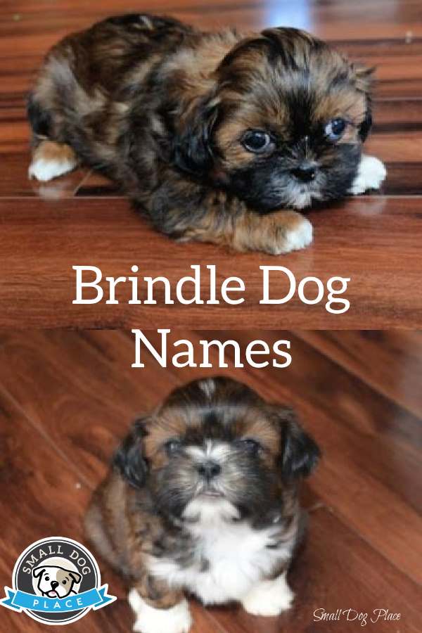 Brindle Dog Names Pin Image Showing two brindle puppies