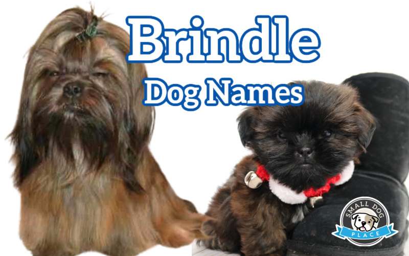 Brindle Dog Names: One adult and one puppy Shih Tzu, both are brindle