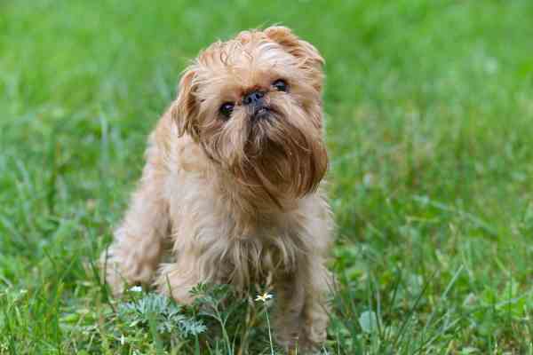 The Comical, loyal Brussels Griffon