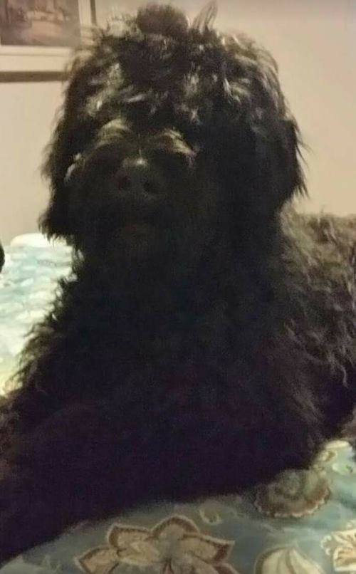 Black Russian Terrier named Buca after a liqueur Black Russian Terrier named Buca after a liqueur