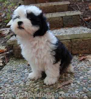 Small black and white puppy