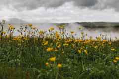 The buttercup, a common field weed is dangerous to dogs.