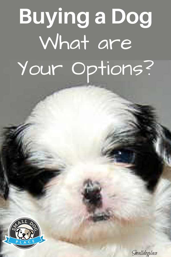 Buying a dog:  What are your options?  Pin Image