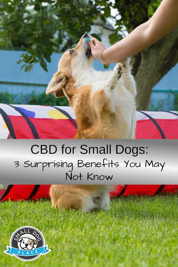 A small dog is getting a CBD treat in front of an agility training background