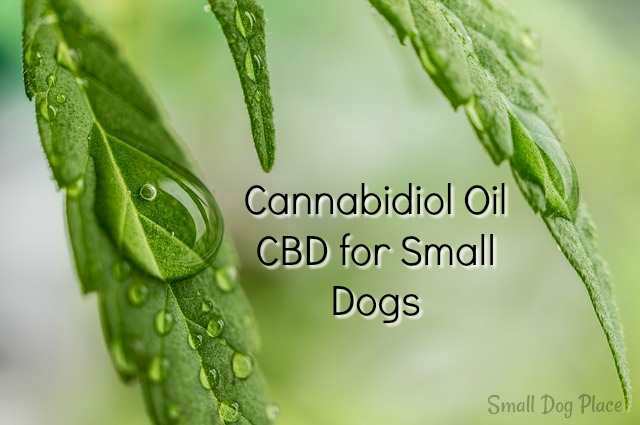 CBD-for-small-dogs.jpg