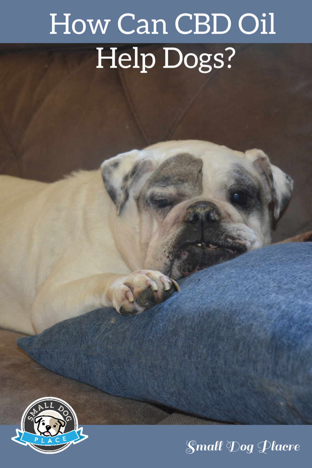 A bulldog helped by CBD oil is laying on a pillow on a sofa.