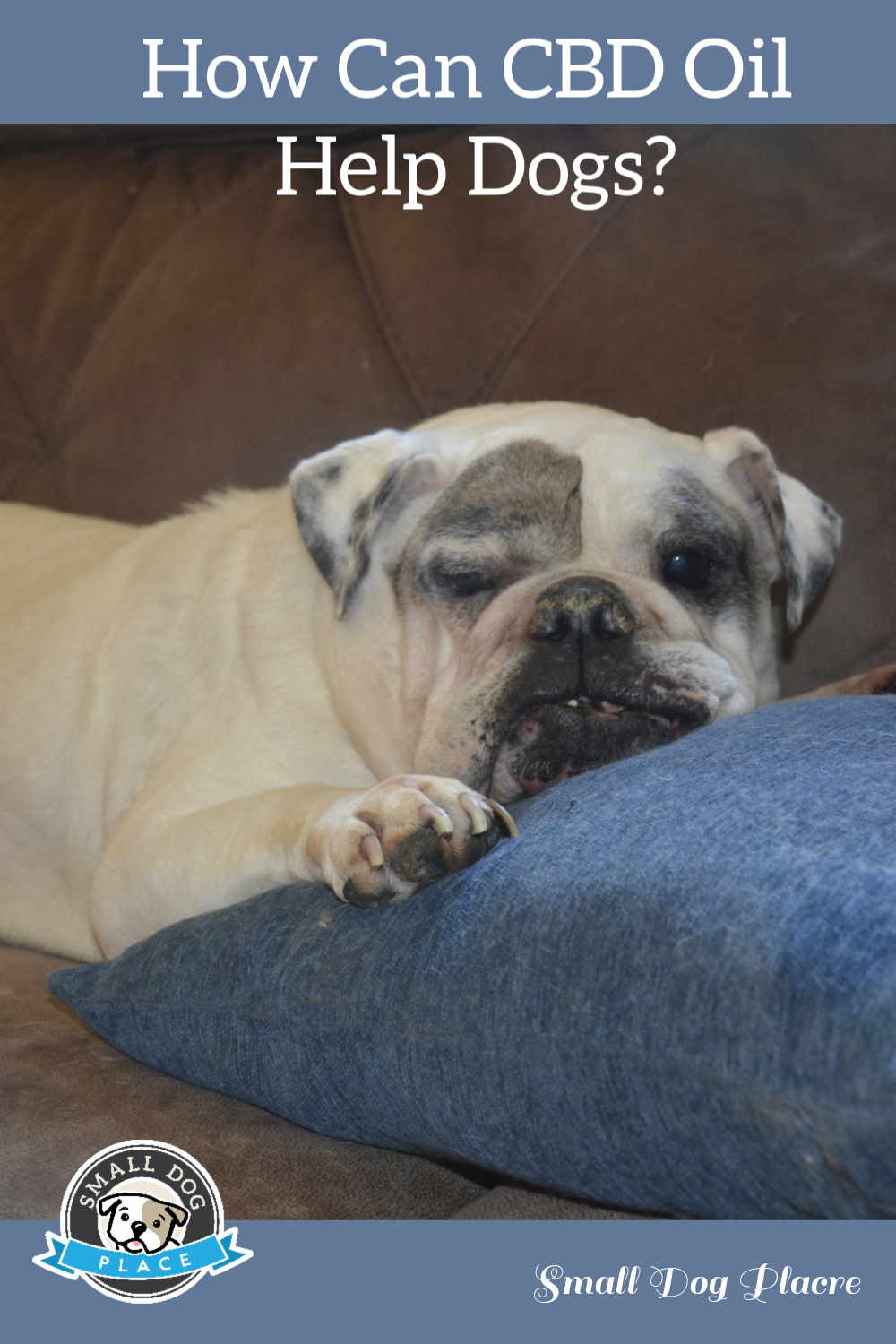 A bulldog helped by CBD oil is laying on a pillow on a sofa. A bulldog helped by CBD oil is laying on a pillow on a sofa.